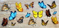 Butterflies